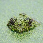 Mewujudkan Karakter Panca Waluya, Mengintegrasikan 7 Kebiasaan Anak Indonesia Hebat di SMPN 2 Sukadana Ciamis – Kabar Priangan