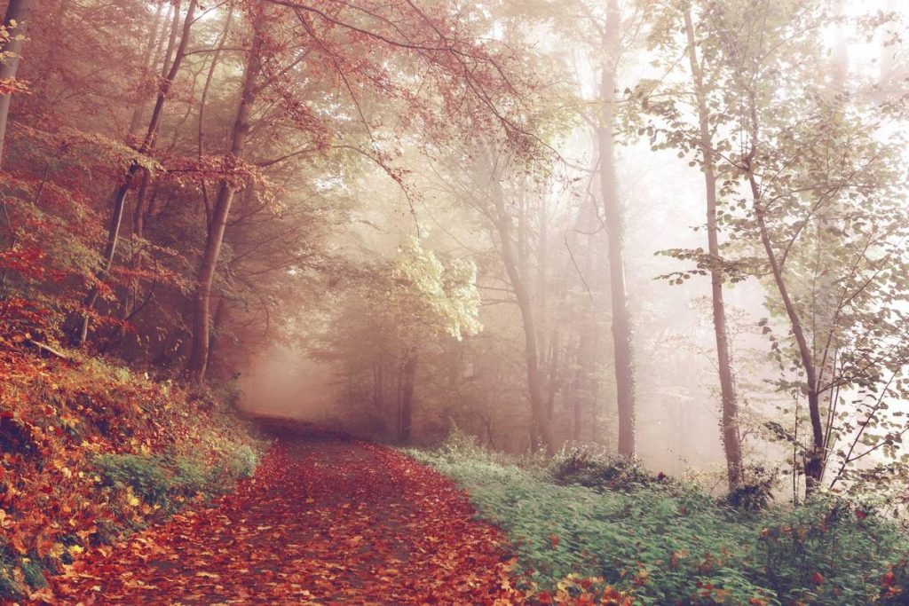 Bupati Meranti Teken Kerja Sama dengan IBT Pelita Indonesia, Dorong SDM Unggul Berbasis Teknologi