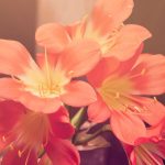 FSIP Universitas Teknokrat Indonesia Ambil Bagian Rakor BGTK Lampung, Perkuat Sinergi Pemangku Kepentingan Pendidikan