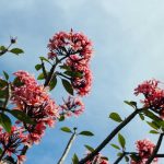 Antara Harapan dan Realita Pendidikan Perempuan indonesia