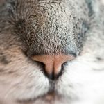 Perkuat Kolaborasi Pendidikan Australia dan Indonesia melalui #AussieBanget Roadshow di UINSA Surabaya