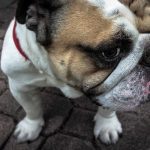 Memaknai Hari Pendidikan Nasional 2026 Menuju Visi Indonesia Emas