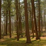 Puteri Indonesia 2026: Dari Panggung ke Pendidikan, Cerita di Balik Pembekalan