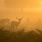 Wali Kota Helldy Harap Pesantren Ibnu Syam Menjadi Lembaga Pendidikan Al-Quran Terdepan di Indonesia