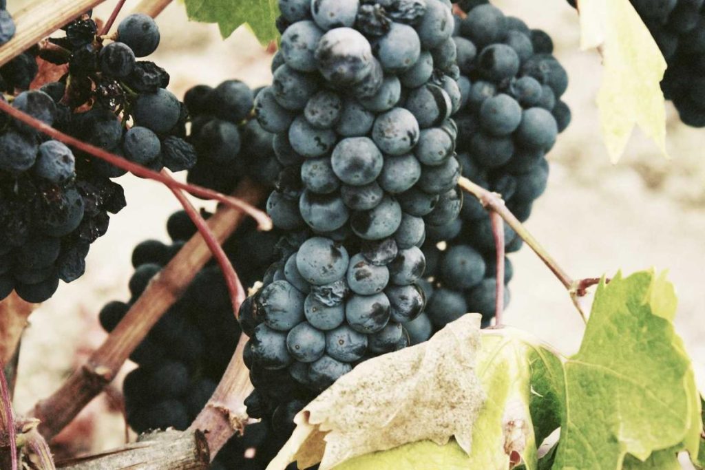 Universitas Mahkota Tricom Unggul (MTU) meraih penghargaan Bronze Winner – Perguruan Tinggi dengan Pelaporan Kerja sama Terbaik Tahun 2025 dalam kegiatan Rapat Kerja Wilayah Tahun 2026 LLDikti Wilayah I. di Hotel Sinabung Hills Berastagi Jal