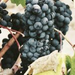 Universitas Mahkota Tricom Unggul (MTU) meraih penghargaan Bronze Winner – Perguruan Tinggi dengan Pelaporan Kerja sama Terbaik Tahun 2025 dalam kegiatan Rapat Kerja Wilayah Tahun 2026 LLDikti Wilayah I. di Hotel Sinabung Hills Berastagi Jal