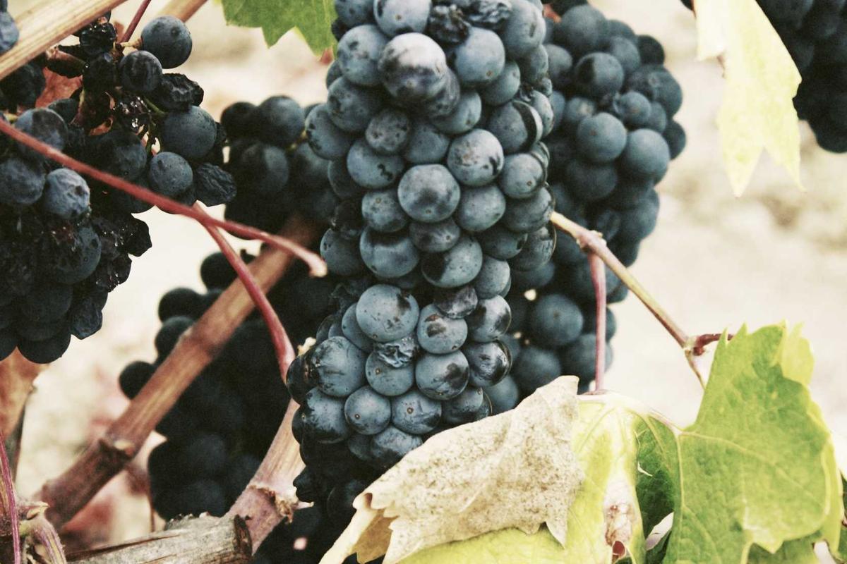 Universitas Mahkota Tricom Unggul (MTU) meraih penghargaan Bronze Winner – Perguruan Tinggi dengan Pelaporan Kerja sama Terbaik Tahun 2025 dalam kegiatan Rapat Kerja Wilayah Tahun 2026 LLDikti Wilayah I. di Hotel Sinabung Hills Berastagi Jal