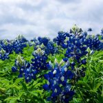 Pemerintah Indonesia Dukung Kerja Sama Trilateral Bangun Pendidikan di Palestina