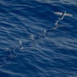 Ikuti Kegiatan Apresiasi Anak, PAUD Citra Indonesia Ajak Anak-Anak Mewarnai Tas Serut